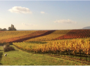 Satılır 22 sot torpaq Tovuz