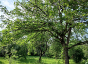 Satılır 68 sot torpaq Qəbələ