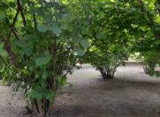 Satılır 50 sot torpaq Oğuz