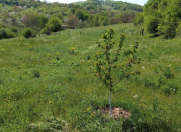 Satılır 5 sot torpaq Quba