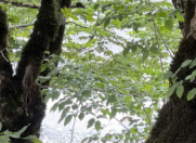 Satılır 30 sot torpaq Qəbələ