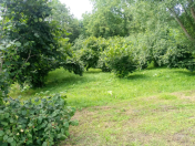 Satılır 50 sot torpaq Qəbələ