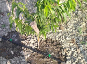 Satılır 61 sot torpaq Xaçmaz