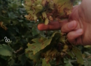 Satılır 100 sot torpaq Xaçmaz