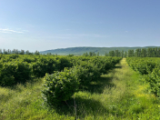 Satılır 1000 sot torpaq Oğuz