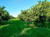 Satılır 262 sot torpaq Xaçmaz