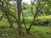 Satılır 12 sot torpaq Qəbələ