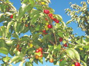 Satılır 17 sot torpaq Şamaxı