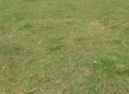 Satılır 28 sot torpaq Lənkəran