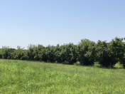 Satılır 120 sot torpaq Zaqatala