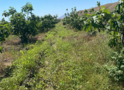 Satılır 8000 sot torpaq Siyəzən