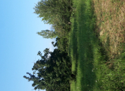 Satılır 36 sot torpaq Qəbələ