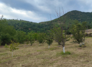 Satılır 28 sot torpaq Qəbələ