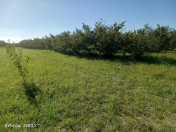 Satılır 241 sot torpaq Xaçmaz