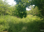 Satılır 14 sot torpaq Qəbələ