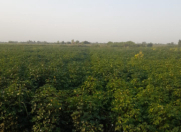 Satılır 2500 sot torpaq Bərdə