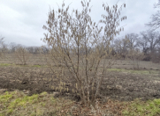 Satılır 1.31 sot torpaq Xaçmaz