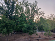 Satılır 6 sot torpaq Buzovna