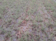 Satılır 97 sot torpaq Göyçay