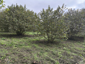 Satılır 45 sot torpaq Qəbələ