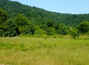 Satılır 47 sot torpaq Lerik