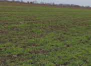 Satılır 150 sot torpaq Xaçmaz