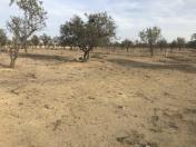 Satılır 45 sot torpaq Masazır