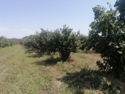 Satılır 100 sot torpaq Xaçmaz