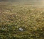 Satılır 40 sot torpaq Saray