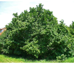 Satılır 5 sot torpaq Zaqatala