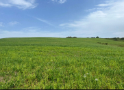 Satılır 478 sot torpaq Şamaxı