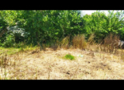 Satılır 16 sot torpaq Masallı