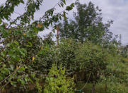 Satılır 3 sot torpaq Qusar