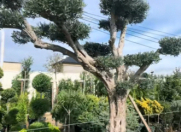 Satılır 8 sot torpaq Gəncə