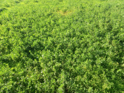 Satılır 400 sot torpaq Göyçay