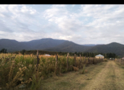 Satılır 40 sot torpaq Balakən