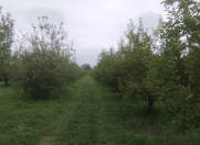 Satılır 115 sot torpaq Quba