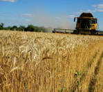 Satılır 2000 sot torpaq Salyan