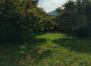 Satılır 20 sot torpaq Qax