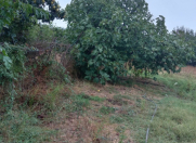 Satılır 14 sot torpaq Samux