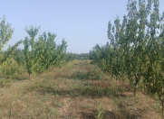 Satılır 90 sot torpaq Xaçmaz