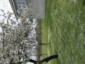 İcarəyə verilir 4 otaqlı 20 m2 bağ evi Zaqatala