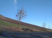 Satılır 960 sot torpaq Neapol dairəsi