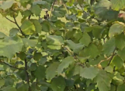 Satılır 8 sot torpaq Quba