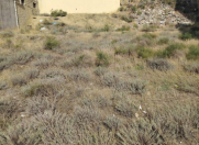 Satılır 6 sot torpaq Badamdar