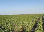 Satılır 20 otaqlı 1500 m2 obyekt Kürdəmir