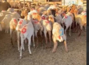 Satılır 3 otaqlı 2000 m2 obyekt Aviasiya Akademiyası Universiteti