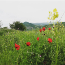 Satılır 33 sot torpaq Ağsu