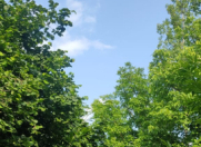 Satılır 45 sot torpaq Qəbələ