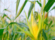 Satılır 140 sot torpaq Balakən